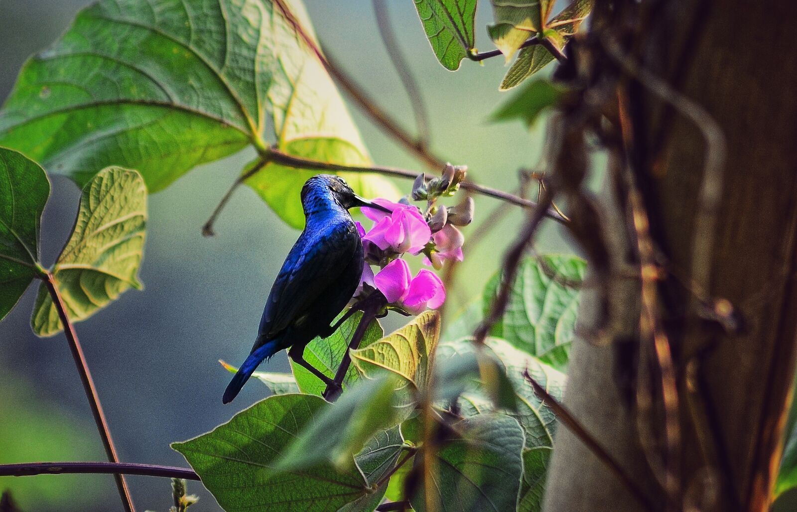 Nikon D5100 sample photo. Bird, flower, blue photography