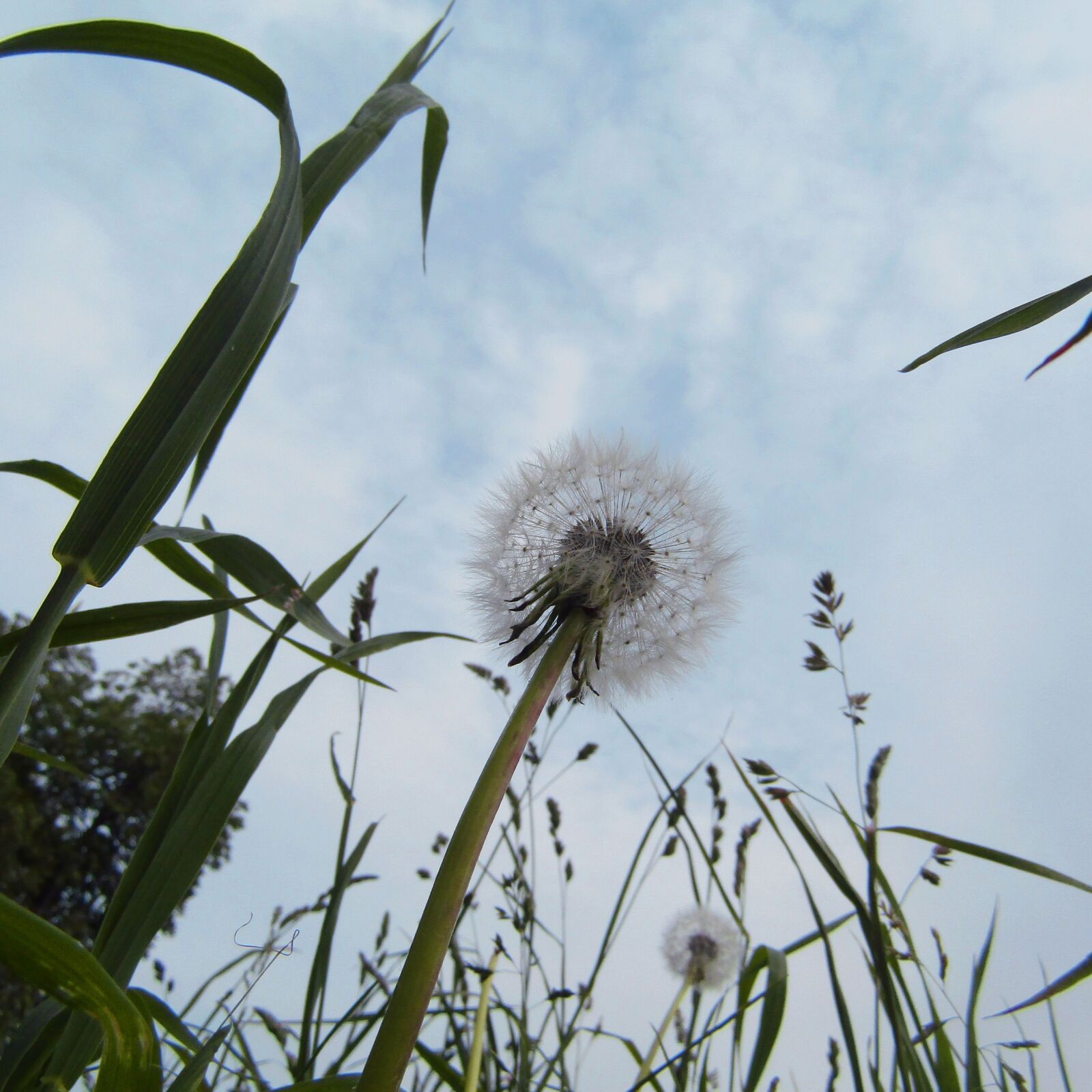 Canon POWERSHOT SX430 IS sample photo. Dandelion, flower, nature photography