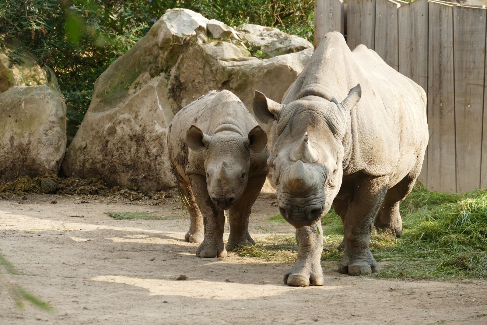 Panasonic Lumix DMC-FZ1000 sample photo. Rhino, mother, child photography