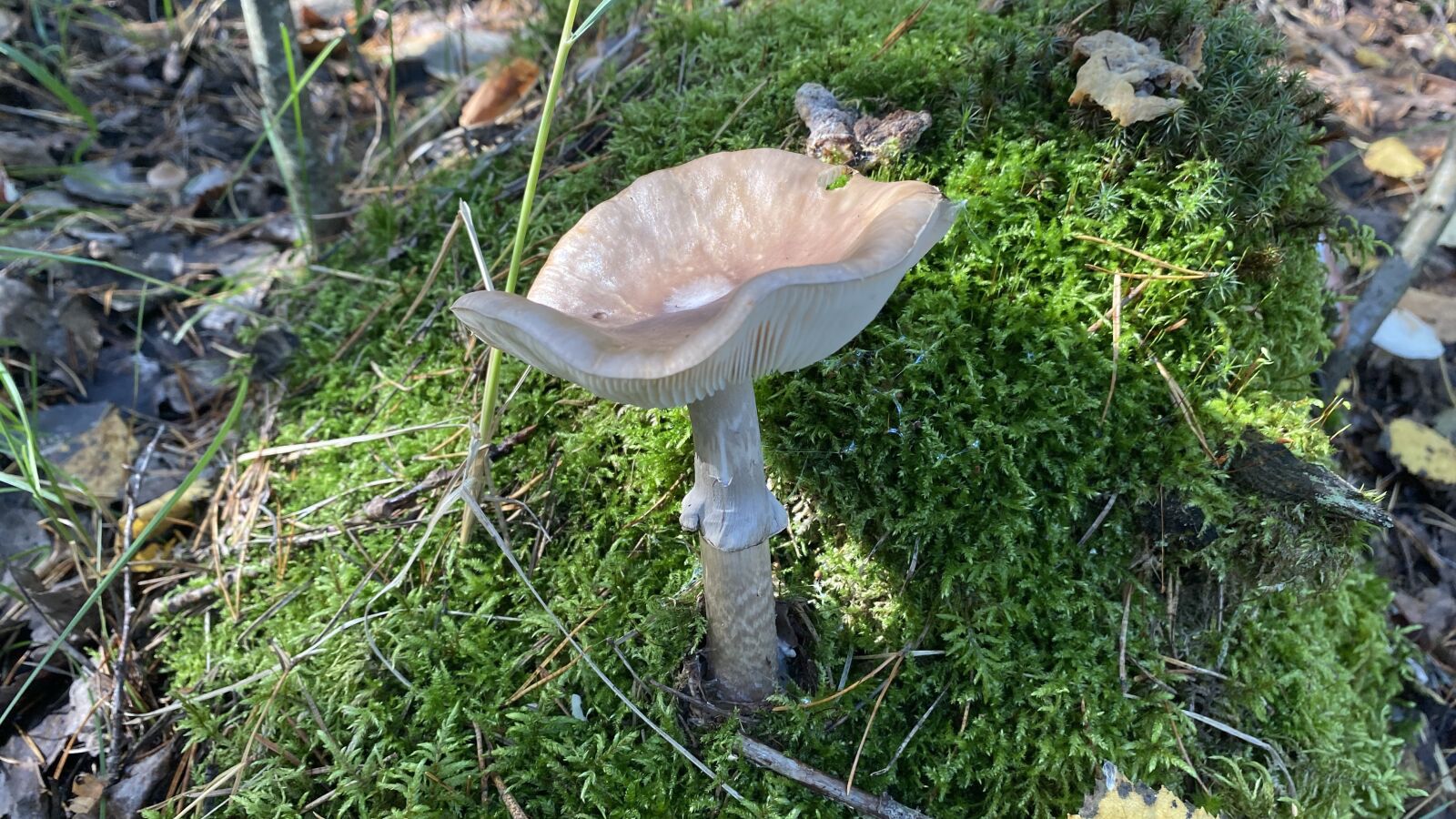 Apple iPhone 11 sample photo. Mushroom, forest, autumn photography