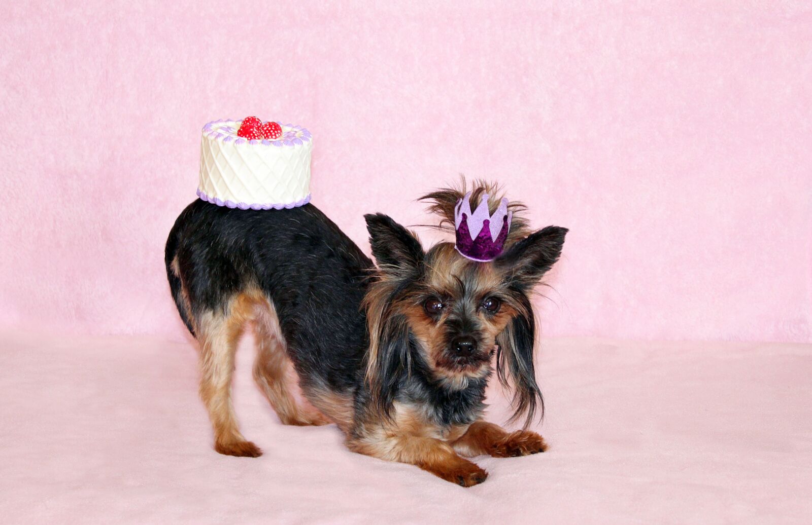 Canon EOS 600D (Rebel EOS T3i / EOS Kiss X5) sample photo. Yorkie, dog, cake photography