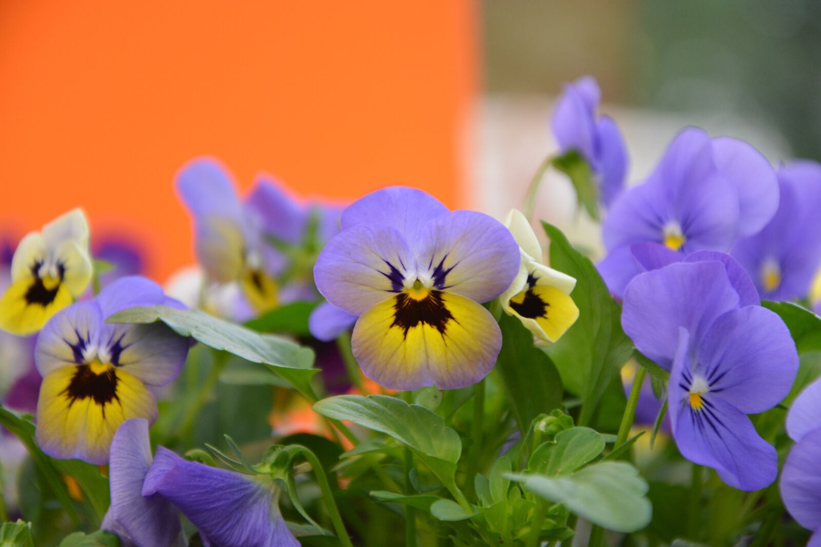 Nikon D5200 sample photo. Flowers, mini thoughts, yellow photography