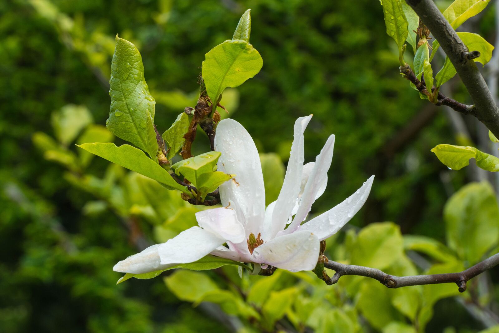 Tamron SP 70-300mm F4-5.6 Di VC USD sample photo. Magnolia, magnolias, rain photography