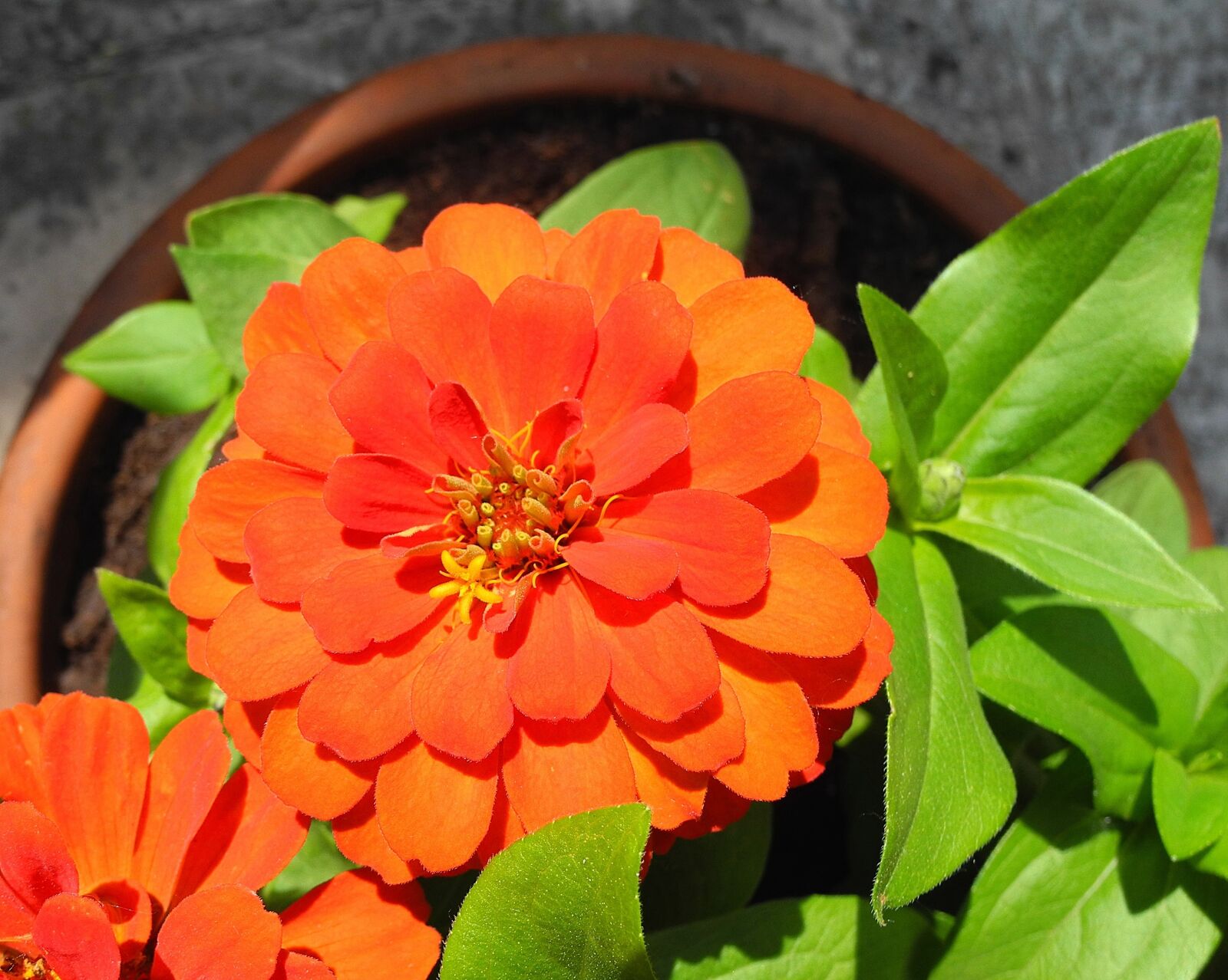 Nikon Coolpix P7000 sample photo. R zvir g, zinnia photography