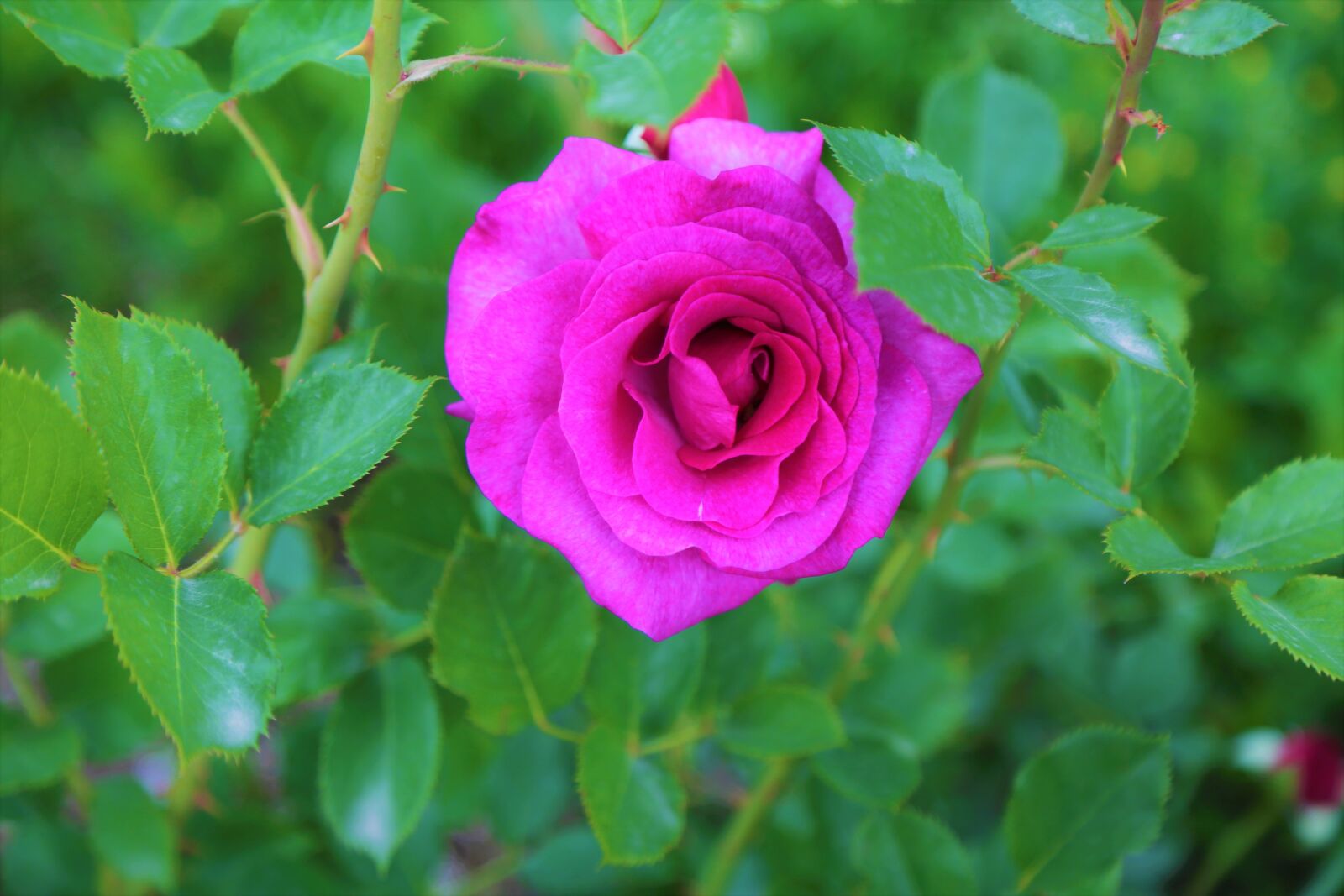 Canon EF 24-105mm F4L IS USM sample photo. Rose, purple rose, spring photography