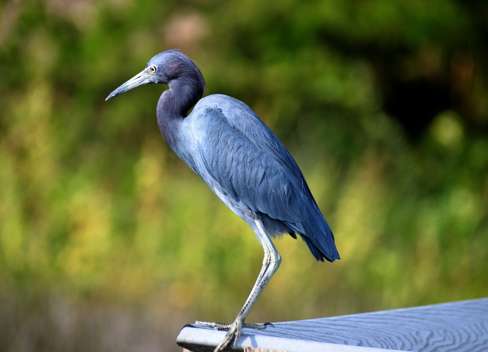 Nikon D3300 sample photo. Blue egret, bird, heron photography