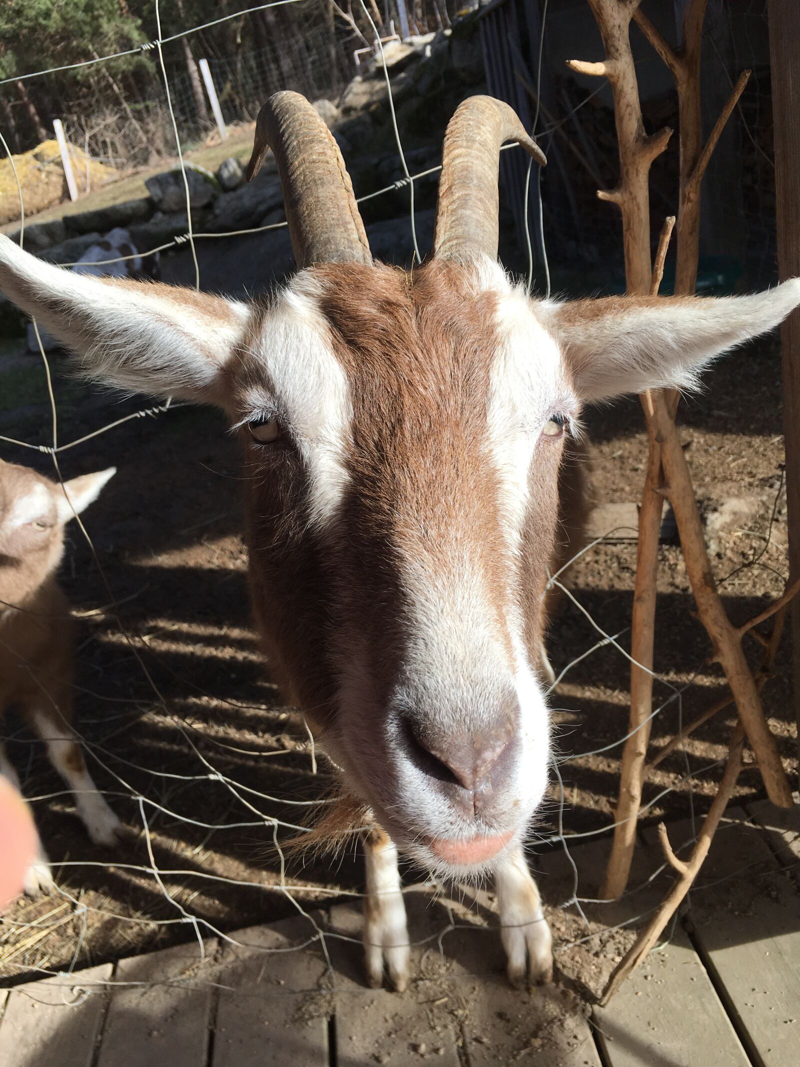 iPhone 6s Plus back camera 4.15mm f/2.2 sample photo. Goat, billy goat, animal photography