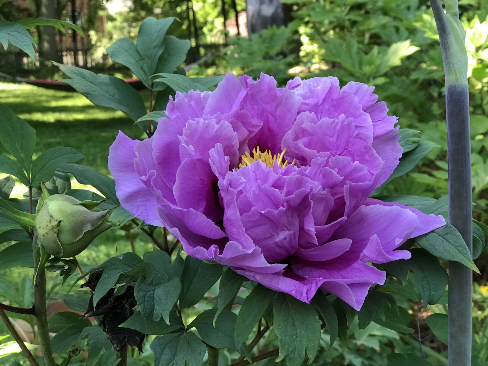 Apple iPhone 7 Plus sample photo. Tree peony flower, blossom photography