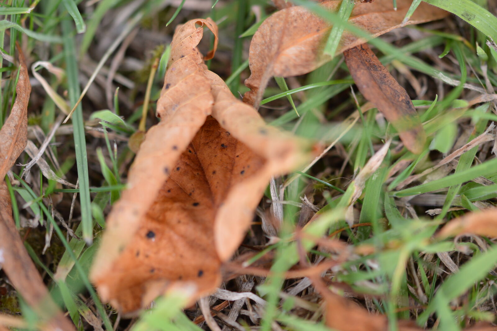 Nikon D3200 + Sigma 105mm F2.8 EX DG OS HSM sample photo. Autumn, autumn, leaf, fall photography