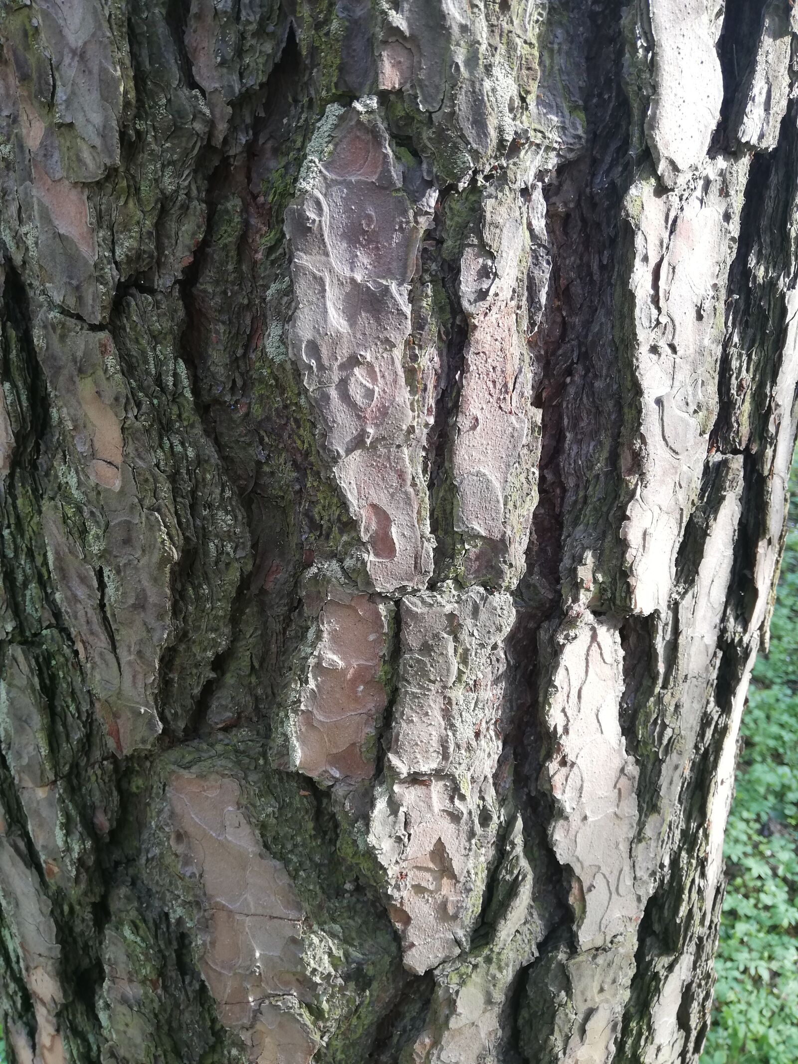 HUAWEI P20 lite sample photo. Pine, bark, tree photography