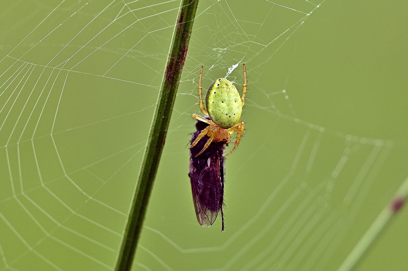 Nikon D5200 sample photo. Spider, insect, orb web photography