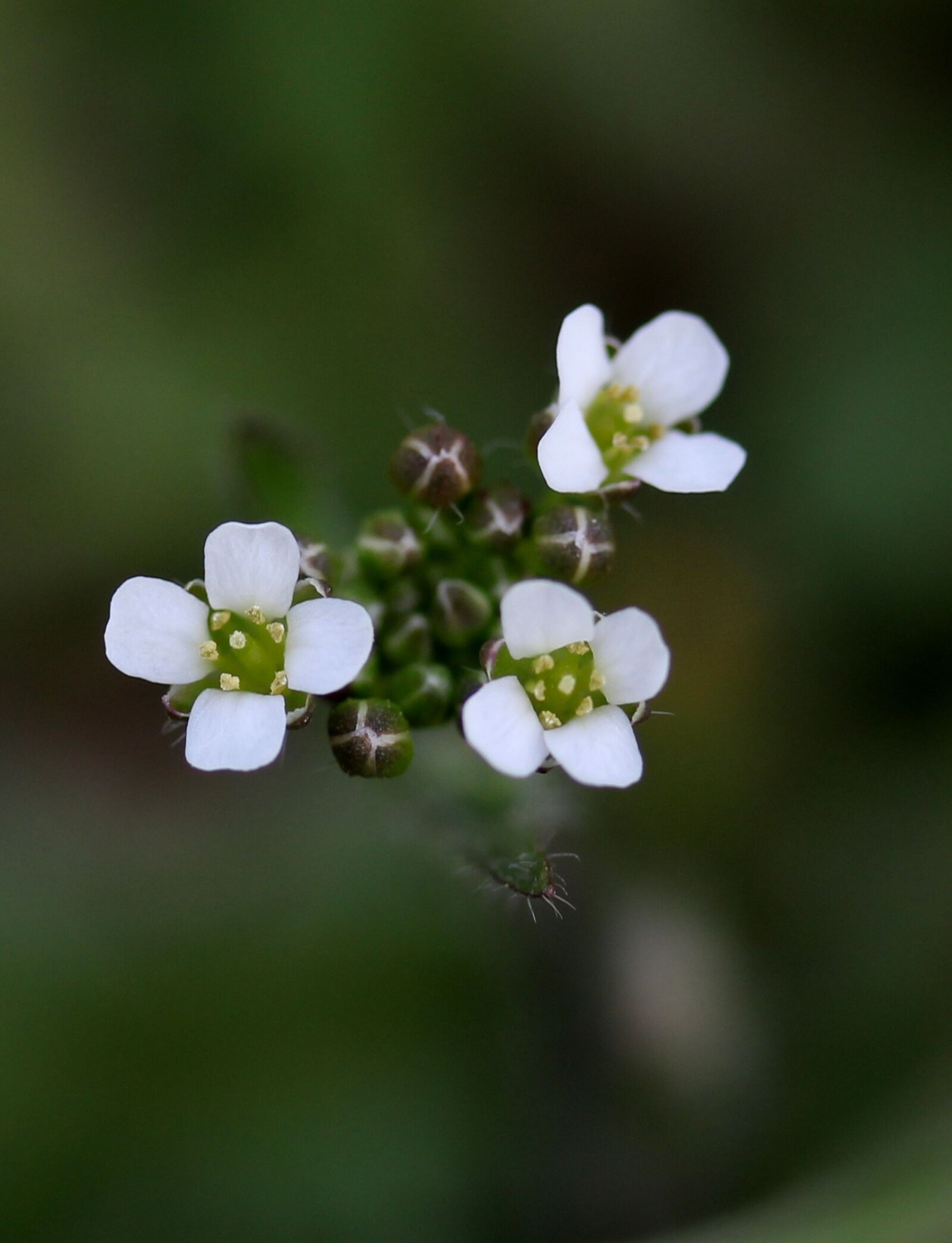 Canon EF-S 60mm F2.8 Macro USM sample photo. Flower, white, small photography