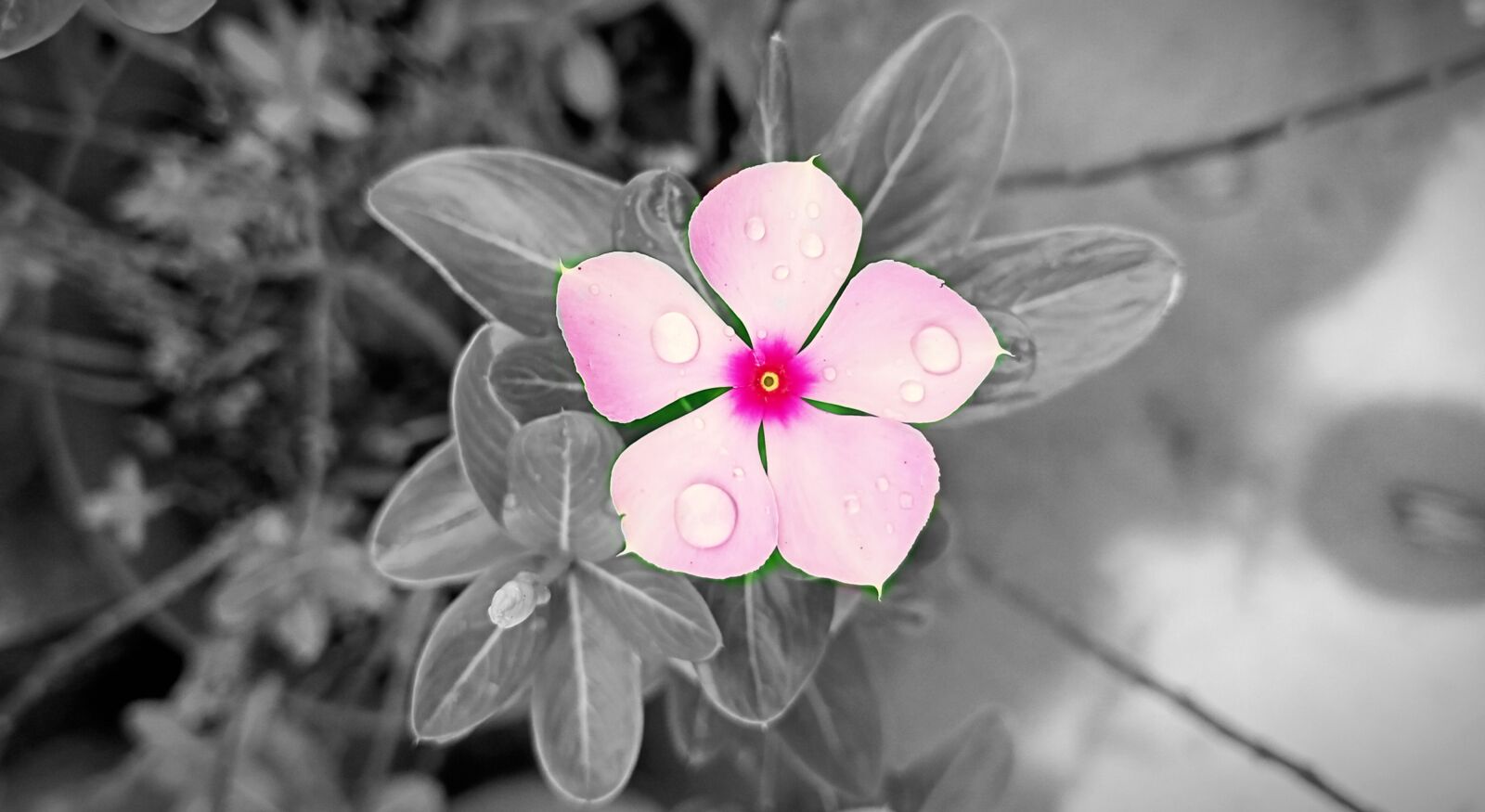 Realme C3 sample photo. Aster, drops, in black photography