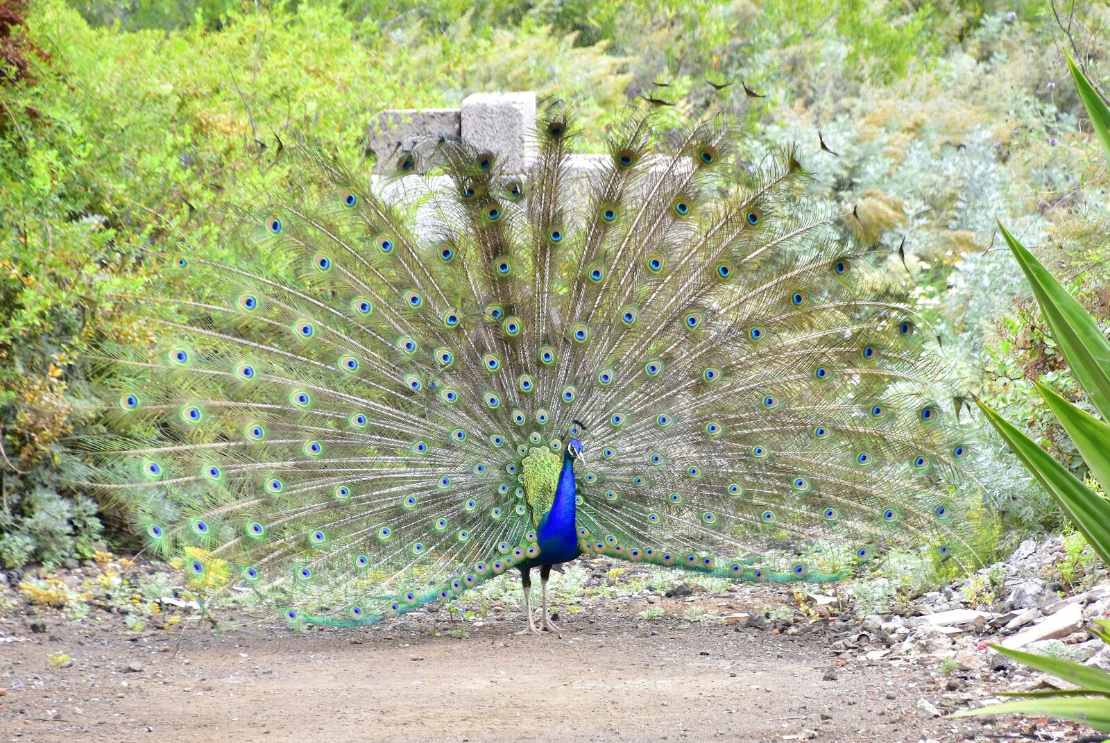 Nikon D7200 sample photo. Peacock, birds, beautiful photography