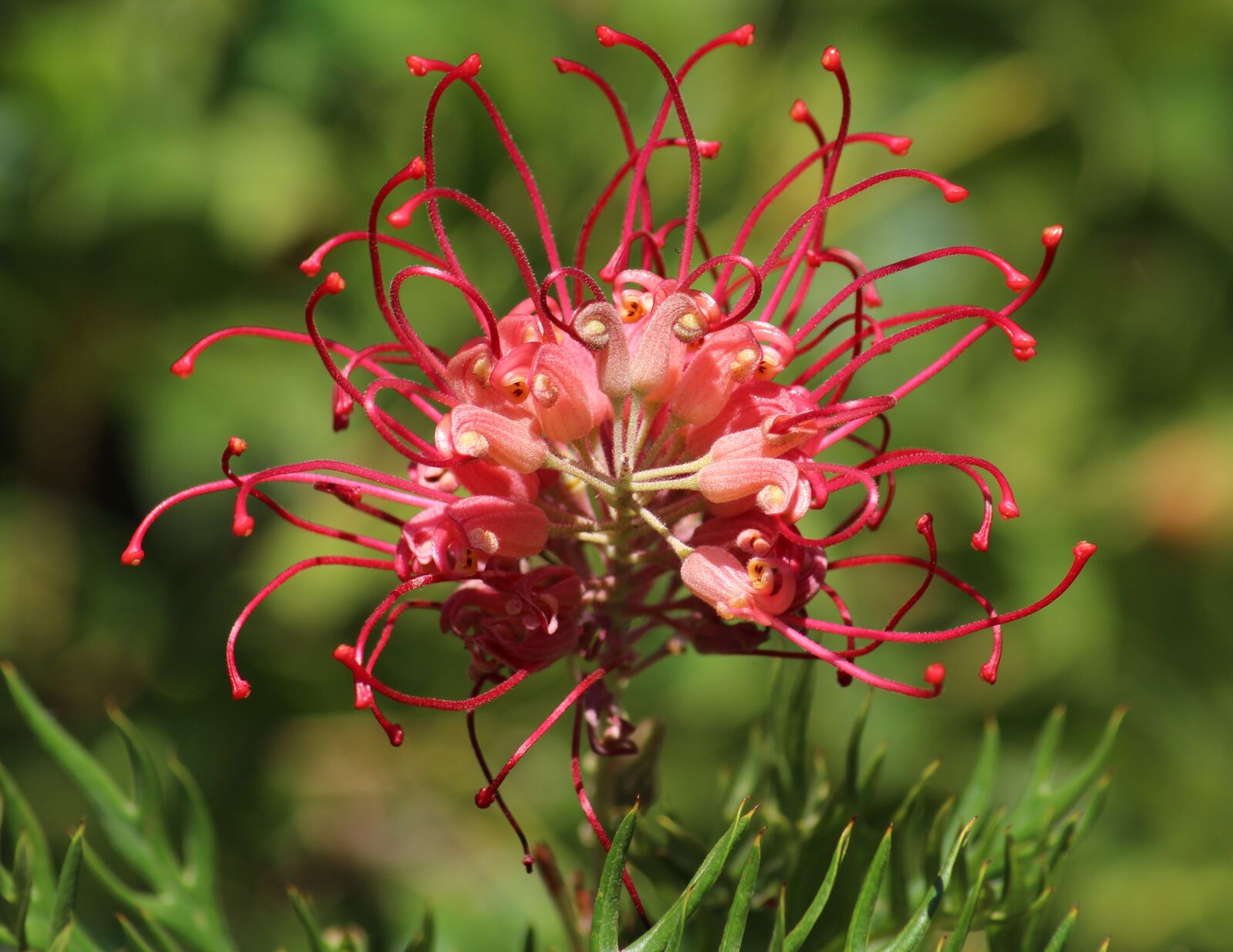 Canon EOS 700D (EOS Rebel T5i / EOS Kiss X7i) sample photo. Grevillea, spider flower, australian photography
