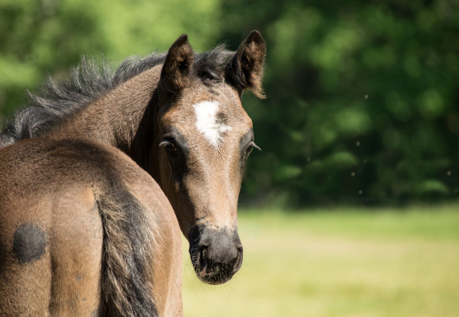 Nikon D3300 sample photo. Horse, brown, foal photography
