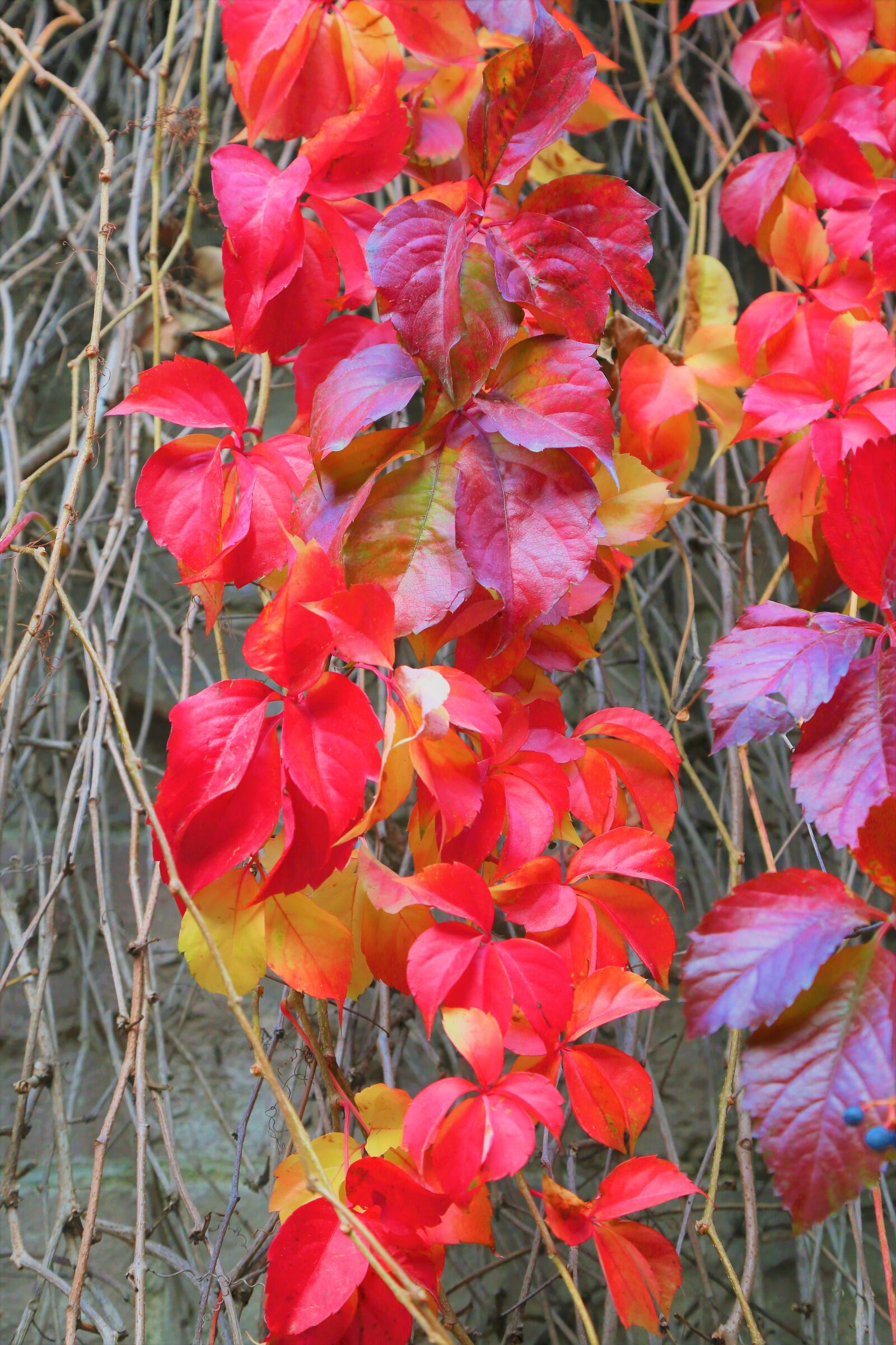 Canon EF 24-105mm F4L IS USM sample photo. Autumn, the leaves are photography