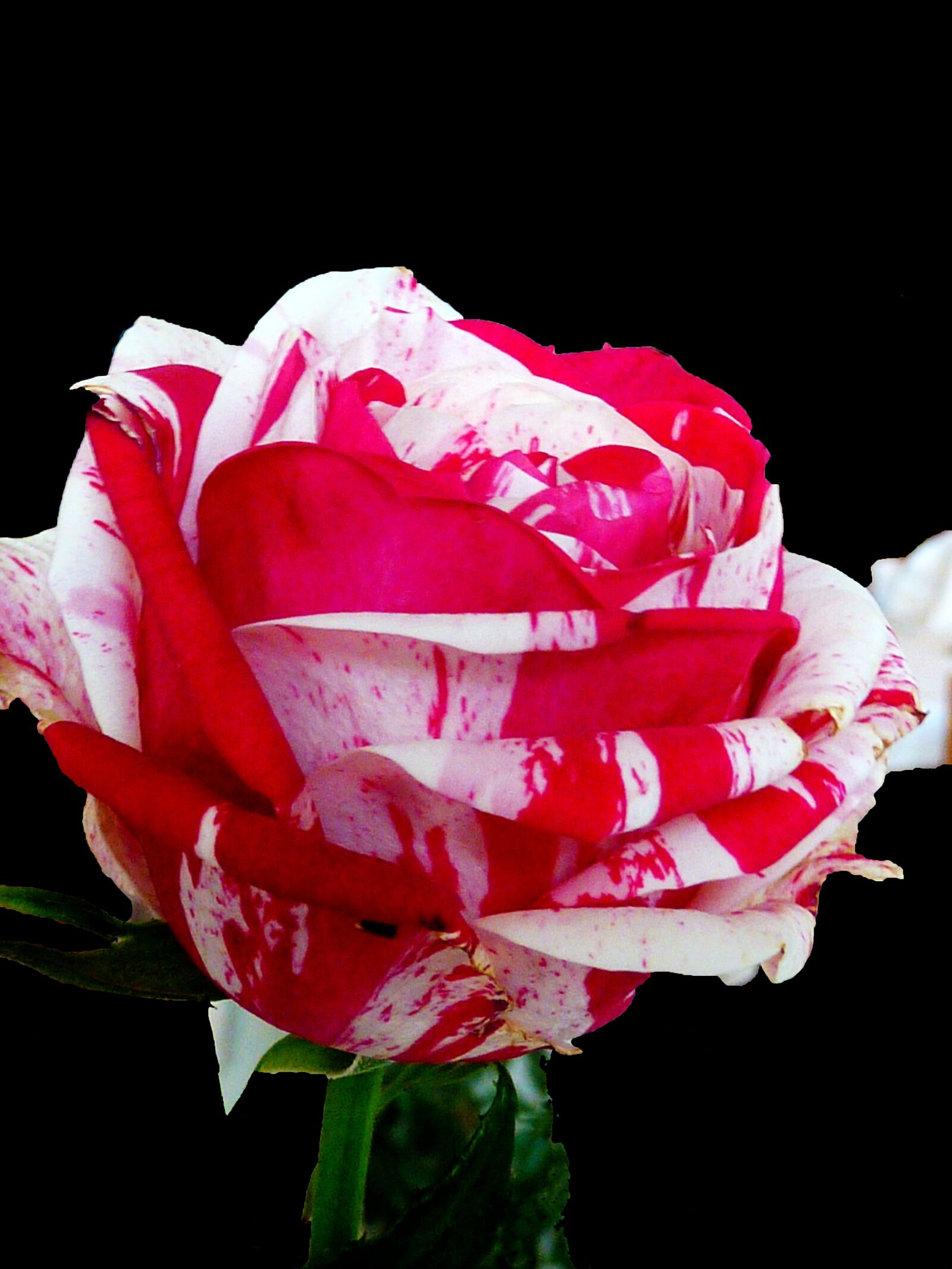 Panasonic DMC-TZ7 sample photo. Rose, red white, white photography