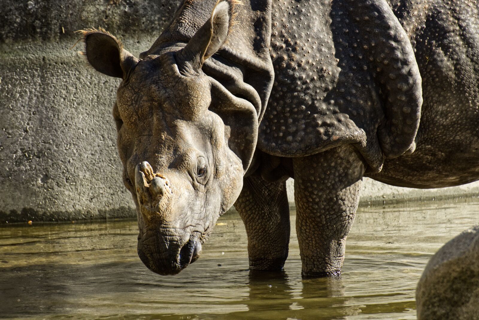 Nikon D7200 sample photo. Rhino, animal, animal world photography