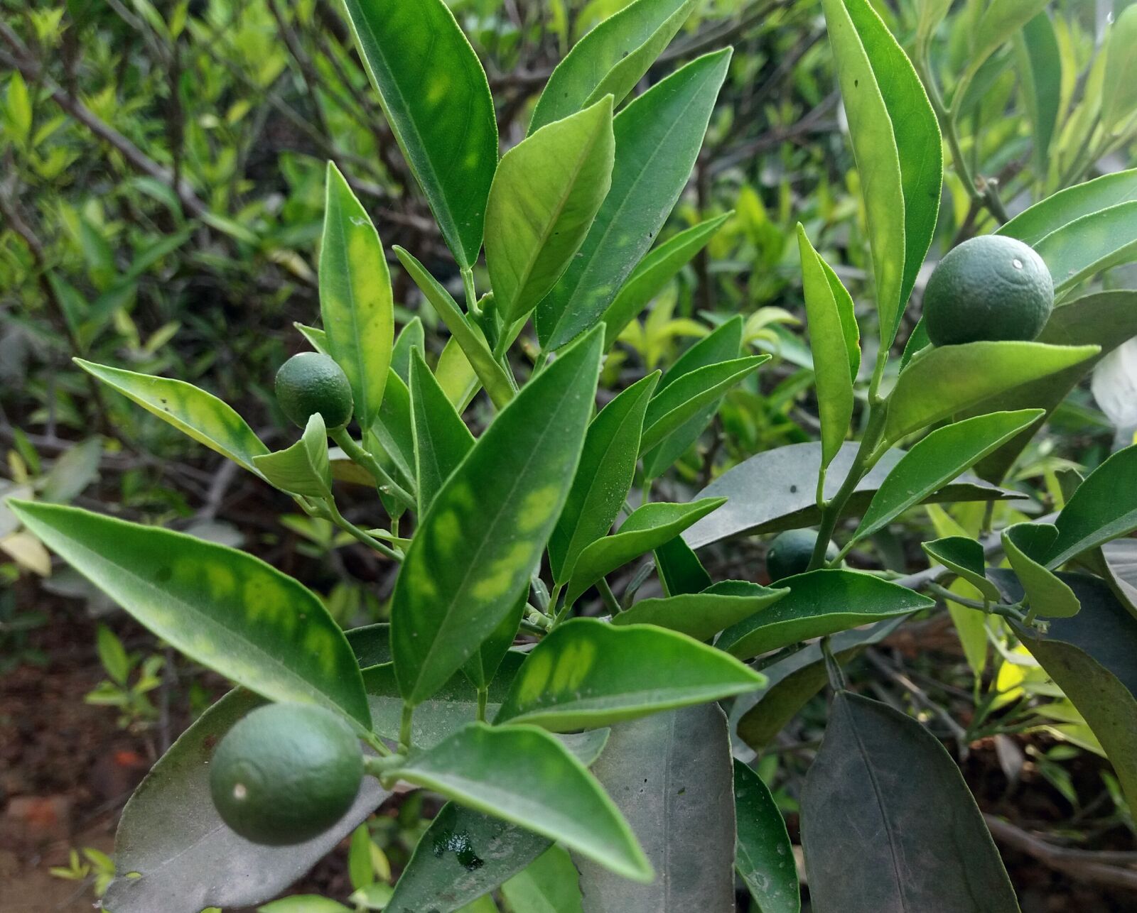 Samsung Galaxy J5 sample photo. Leaf, nature, flora photography