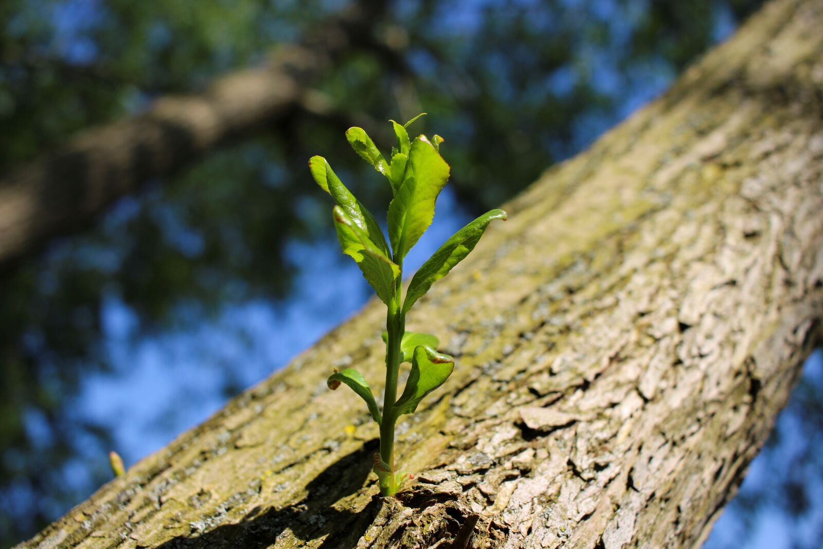 Canon EOS 700D (EOS Rebel T5i / EOS Kiss X7i) + Canon EF-S 24mm F2.8 STM sample photo. Tree, branch, scion photography