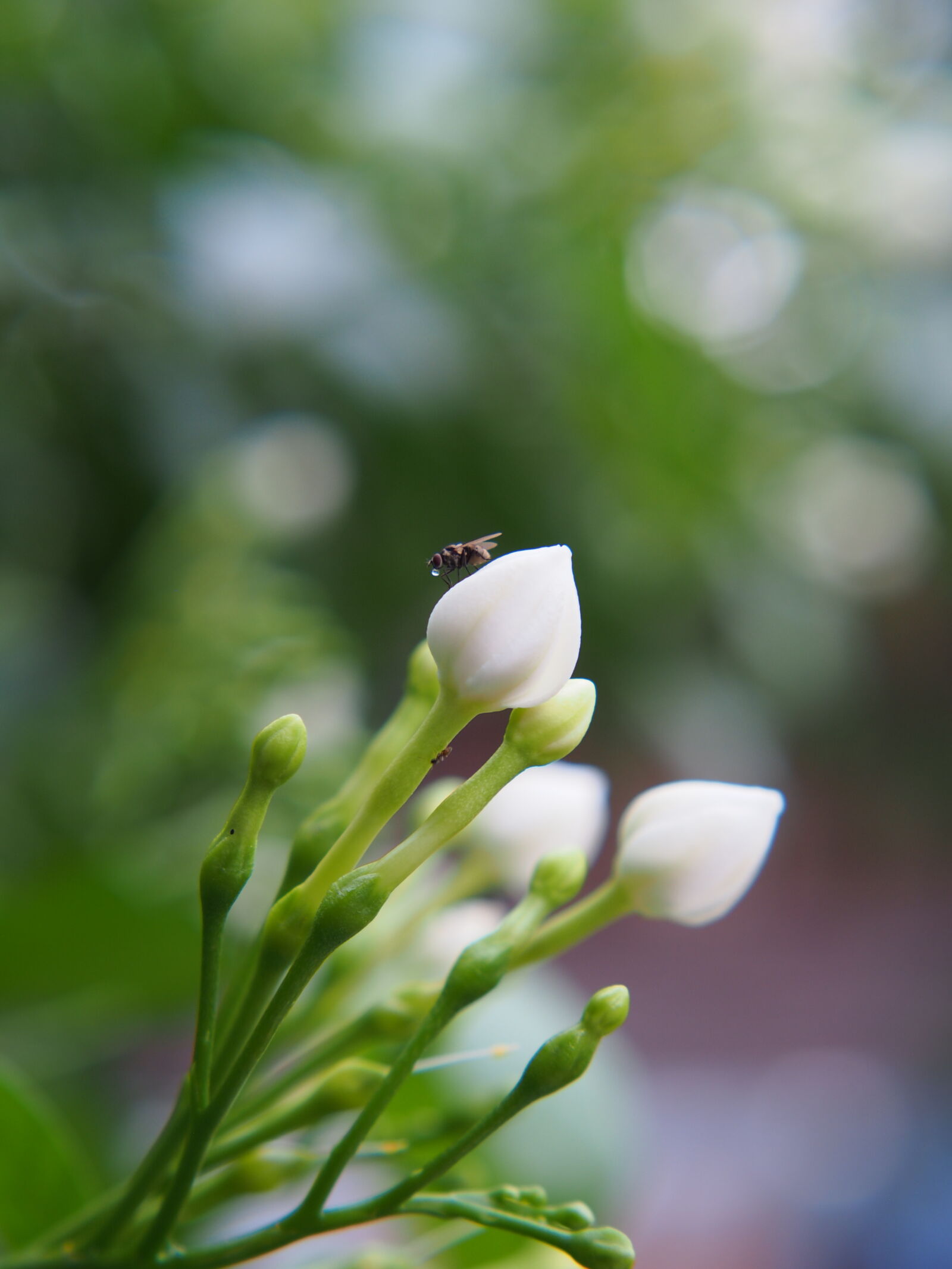 XIAOYI 42.5mm F1.8 sample photo