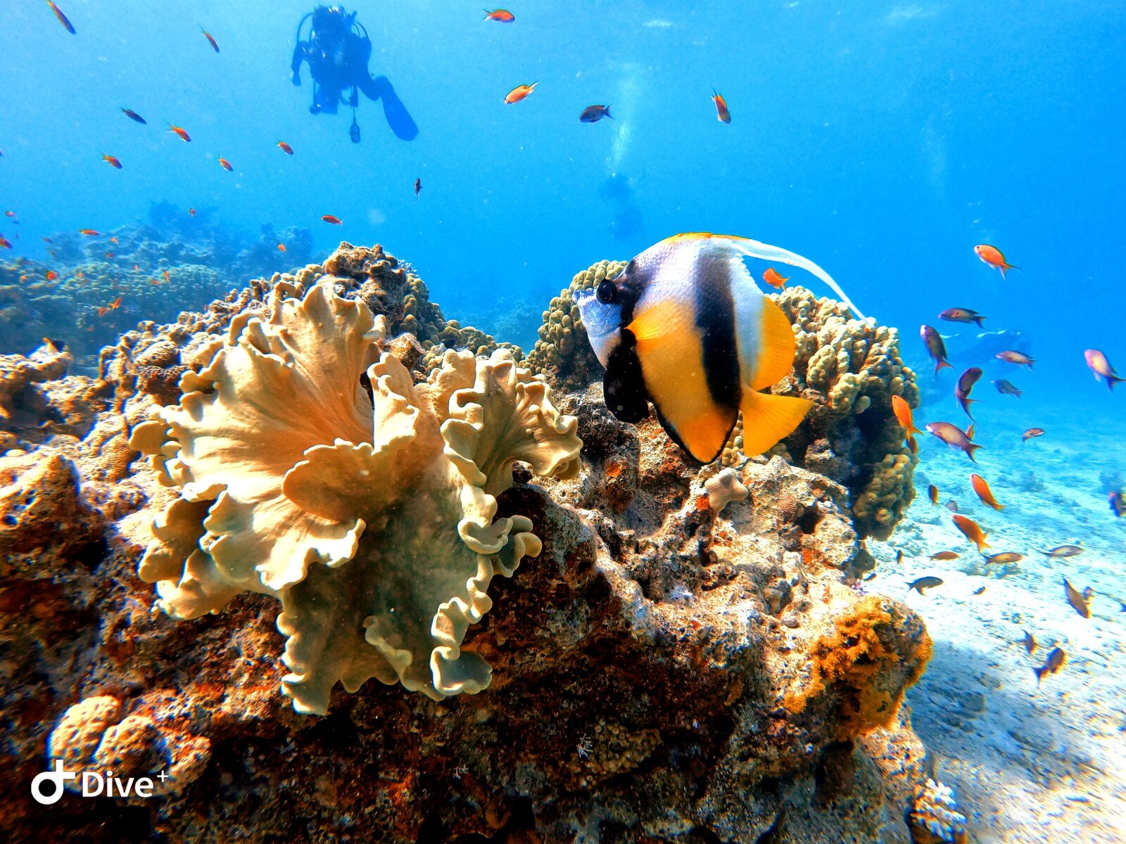GoPro Hero7 Black sample photo. Wild, wilderness, coral photography