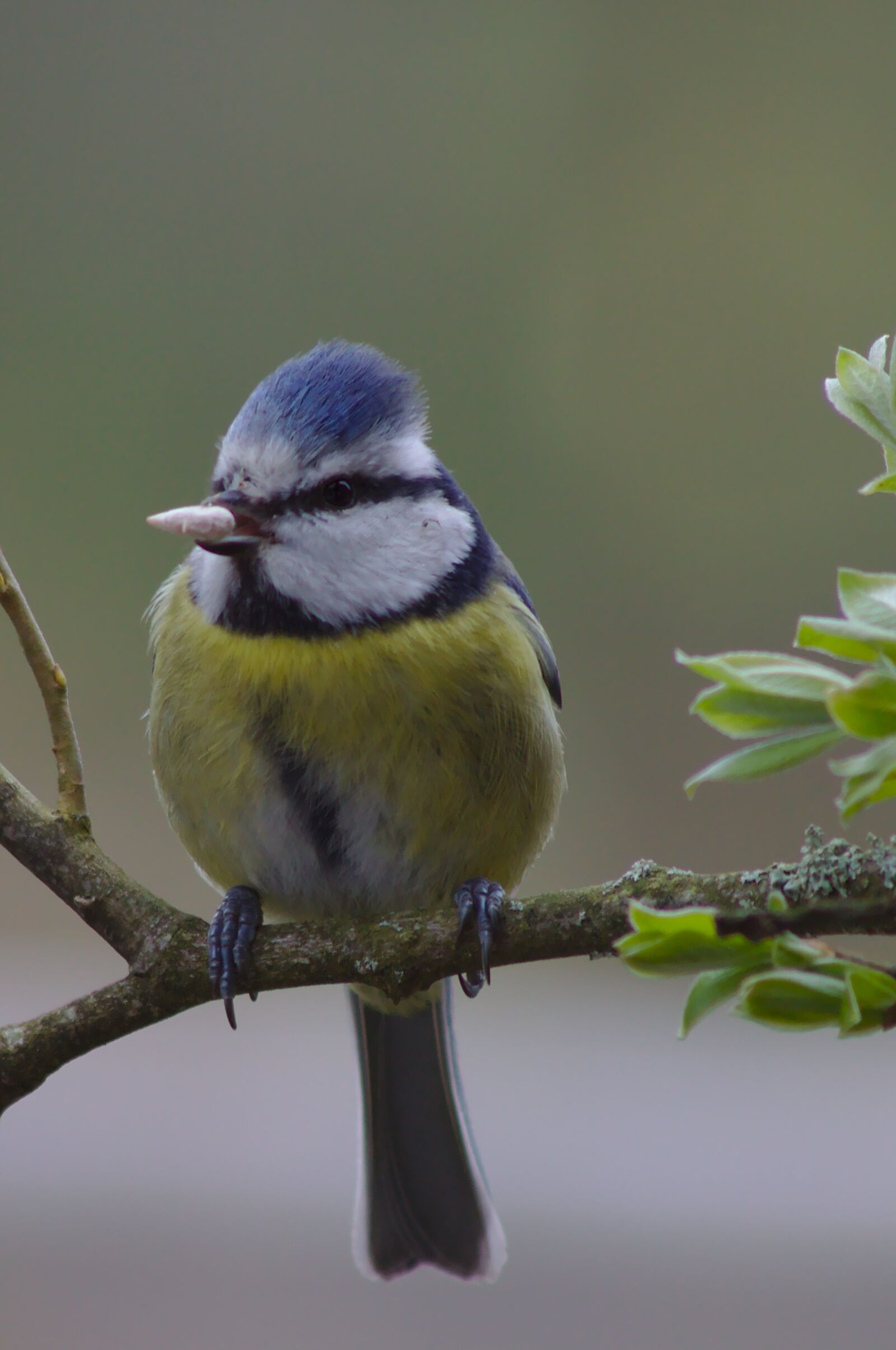 Canon EOS 50D sample photo. Bluetit, bird, garden photography