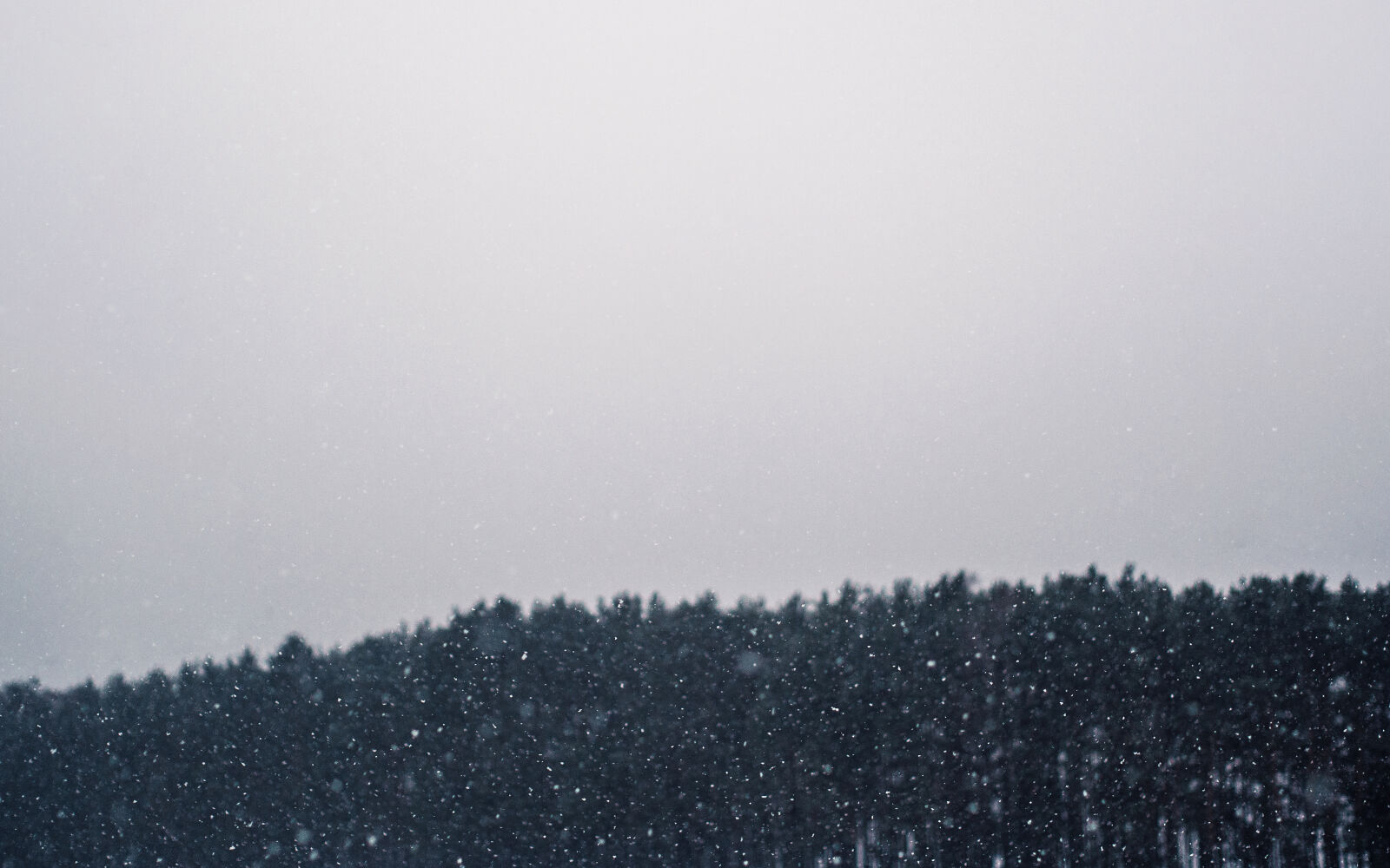 Olympus OM-D E-M5 sample photo. Cold, forest, snow, snowing photography