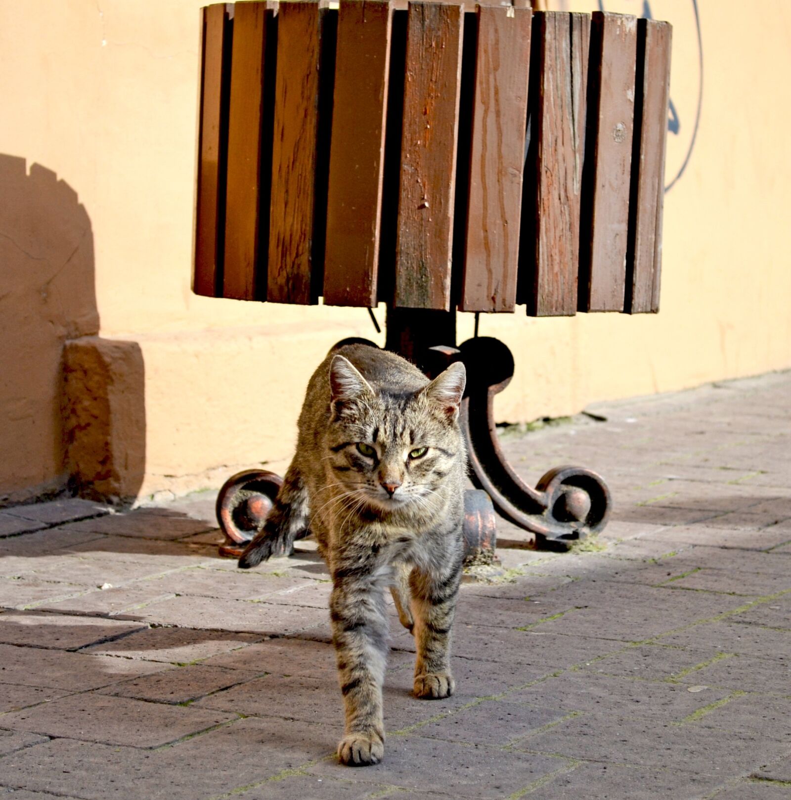 Nikon D3100 sample photo. Cat, street, view photography