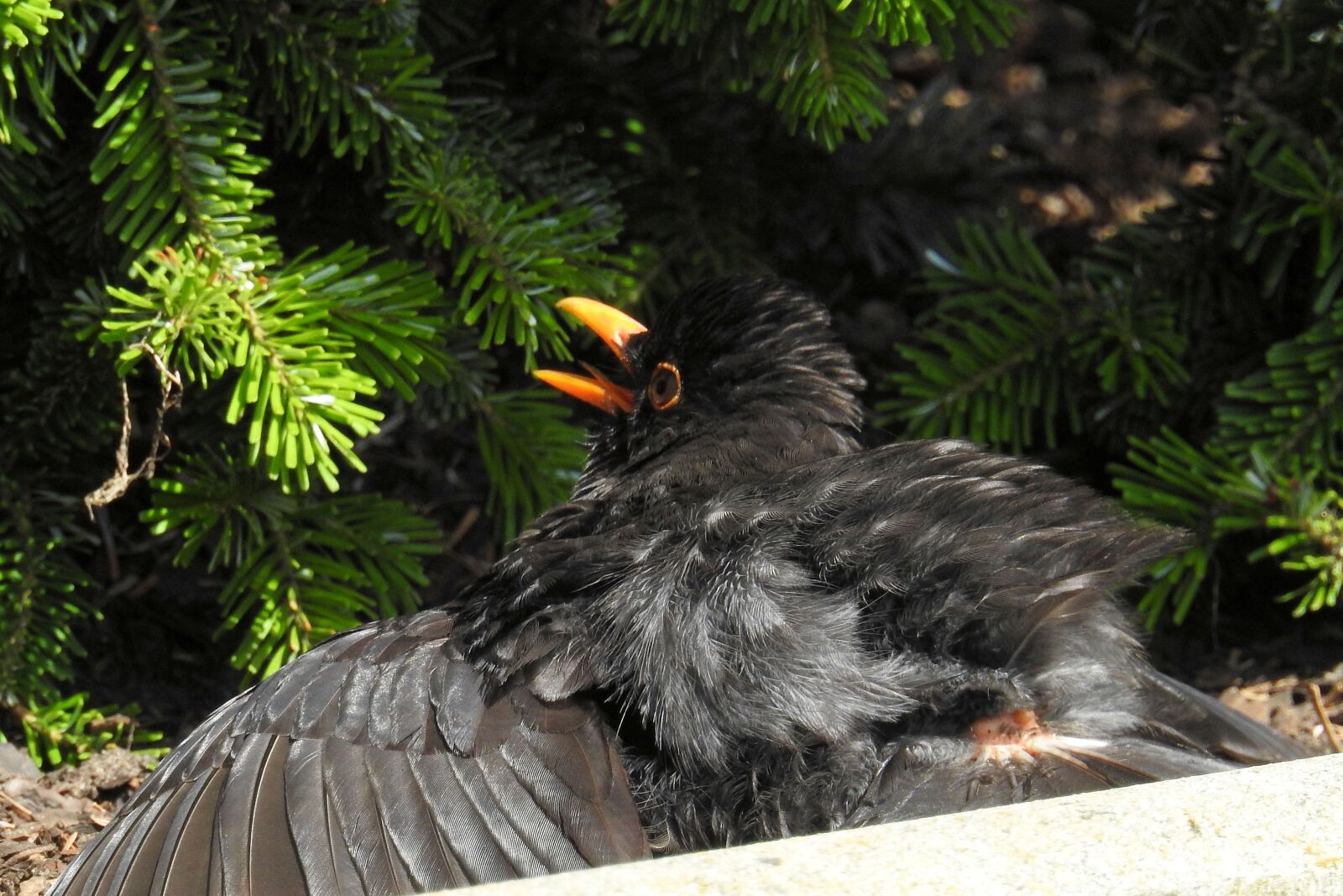 Nikon Coolpix P900 sample photo. Blackbird, blackbird male, bird photography