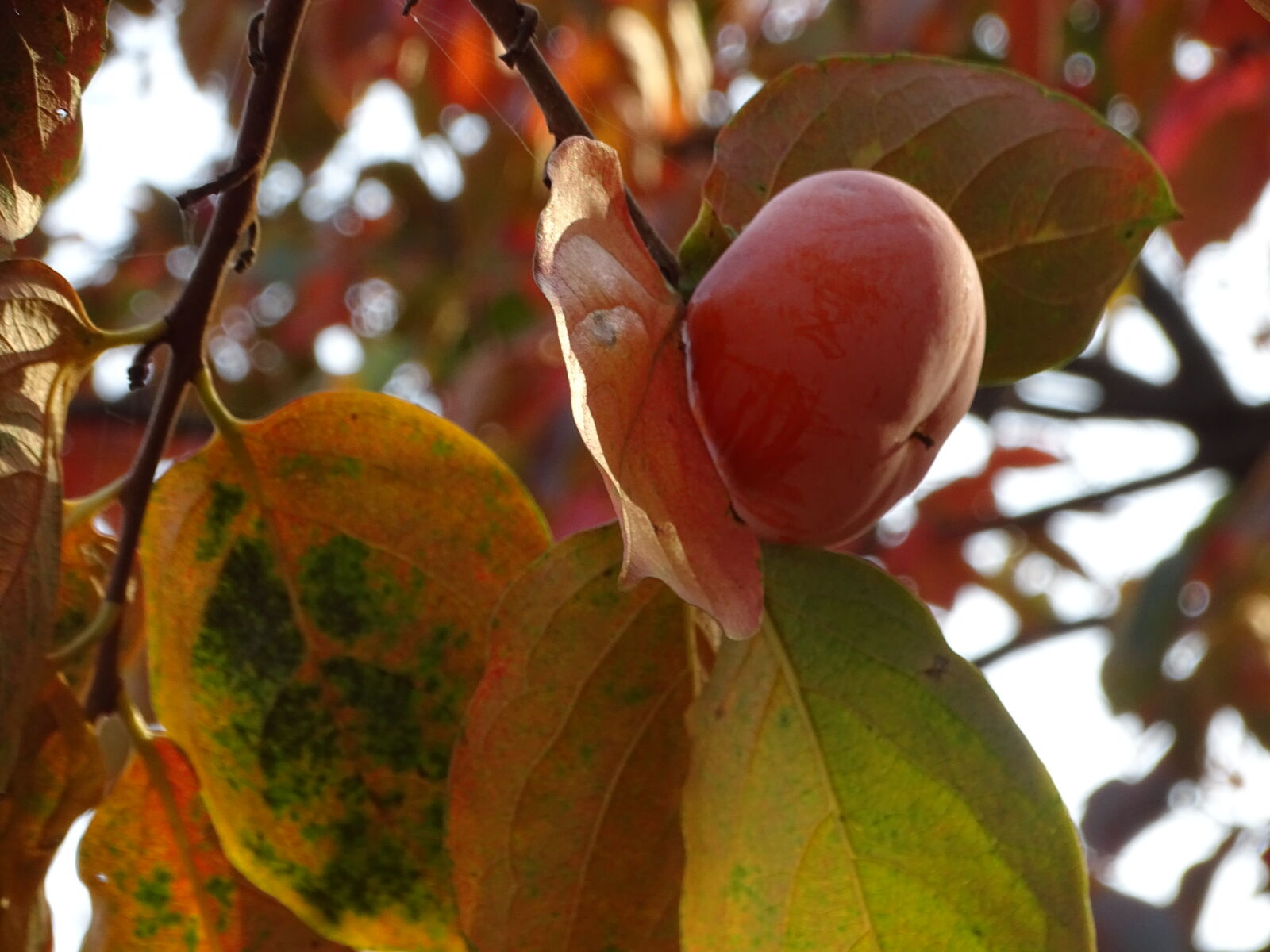 Sony Cyber-shot DSC-HX400V sample photo. Atomium, fresh, fruit photography