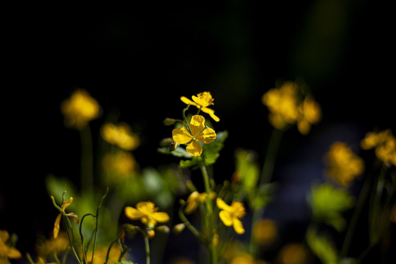 Canon EOS 5D Mark II sample photo. Flower, forest, nature photography