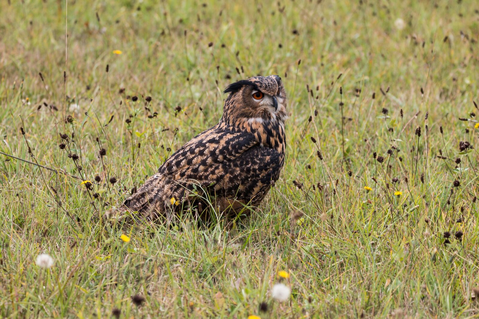 150-600mm F5-6.3 DG OS HSM | Contemporary 015 sample photo. Eagle owl, bubo bubo photography