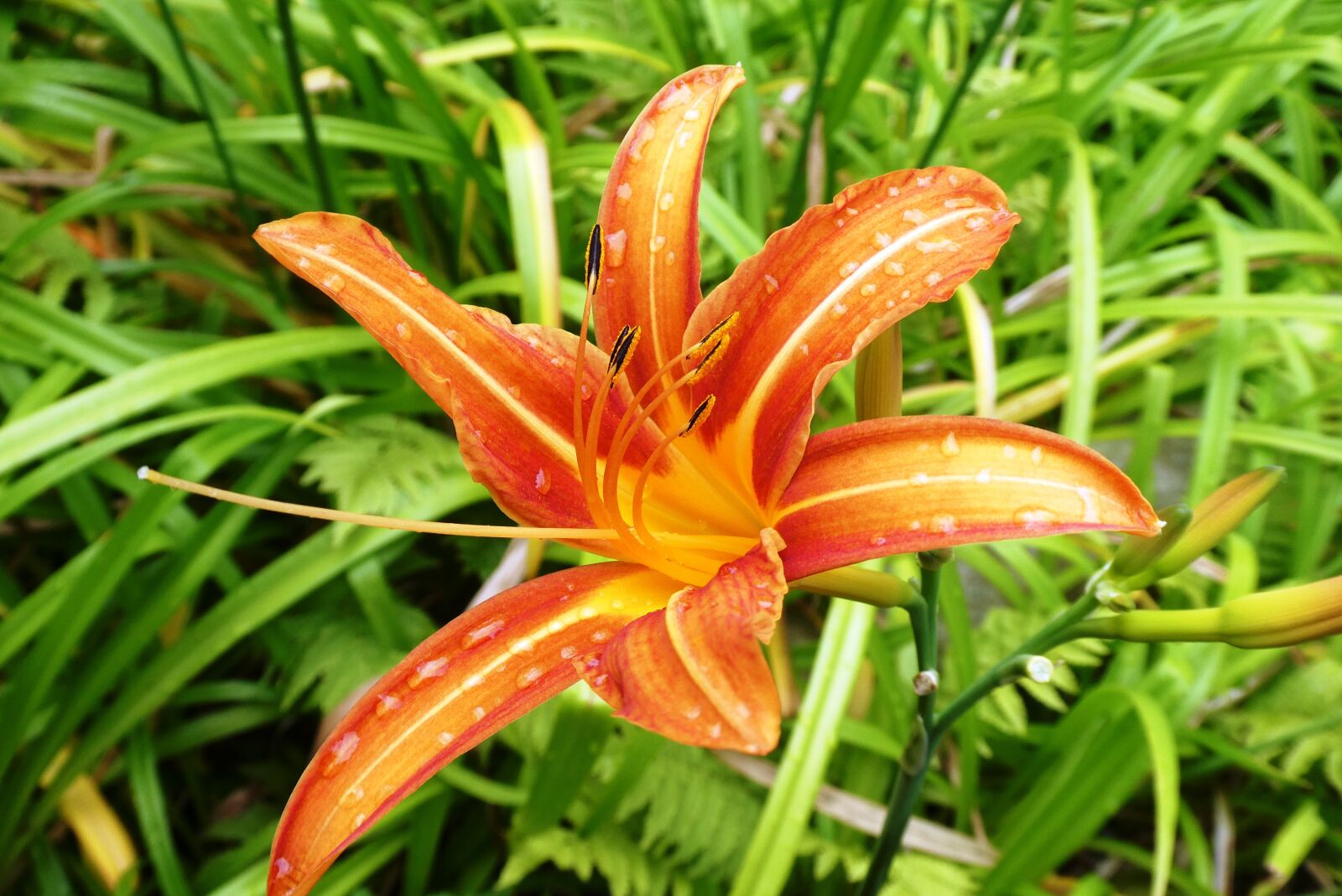 Panasonic Lumix DC-ZS70 (Lumix DC-TZ90) sample photo. Lily, flower, flowers photography