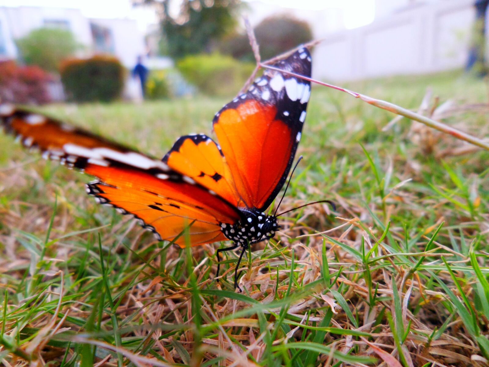 Samsung WB30F/WB31F/WB32F sample photo. Butterfly, nature, insect photography