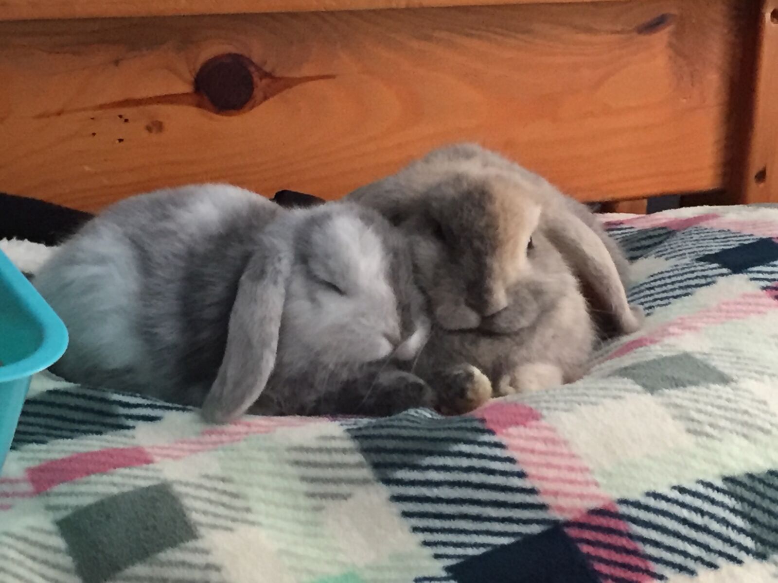 iPhone 6 back camera 4.15mm f/2.2 sample photo. Bunnies, rabbit, easter photography