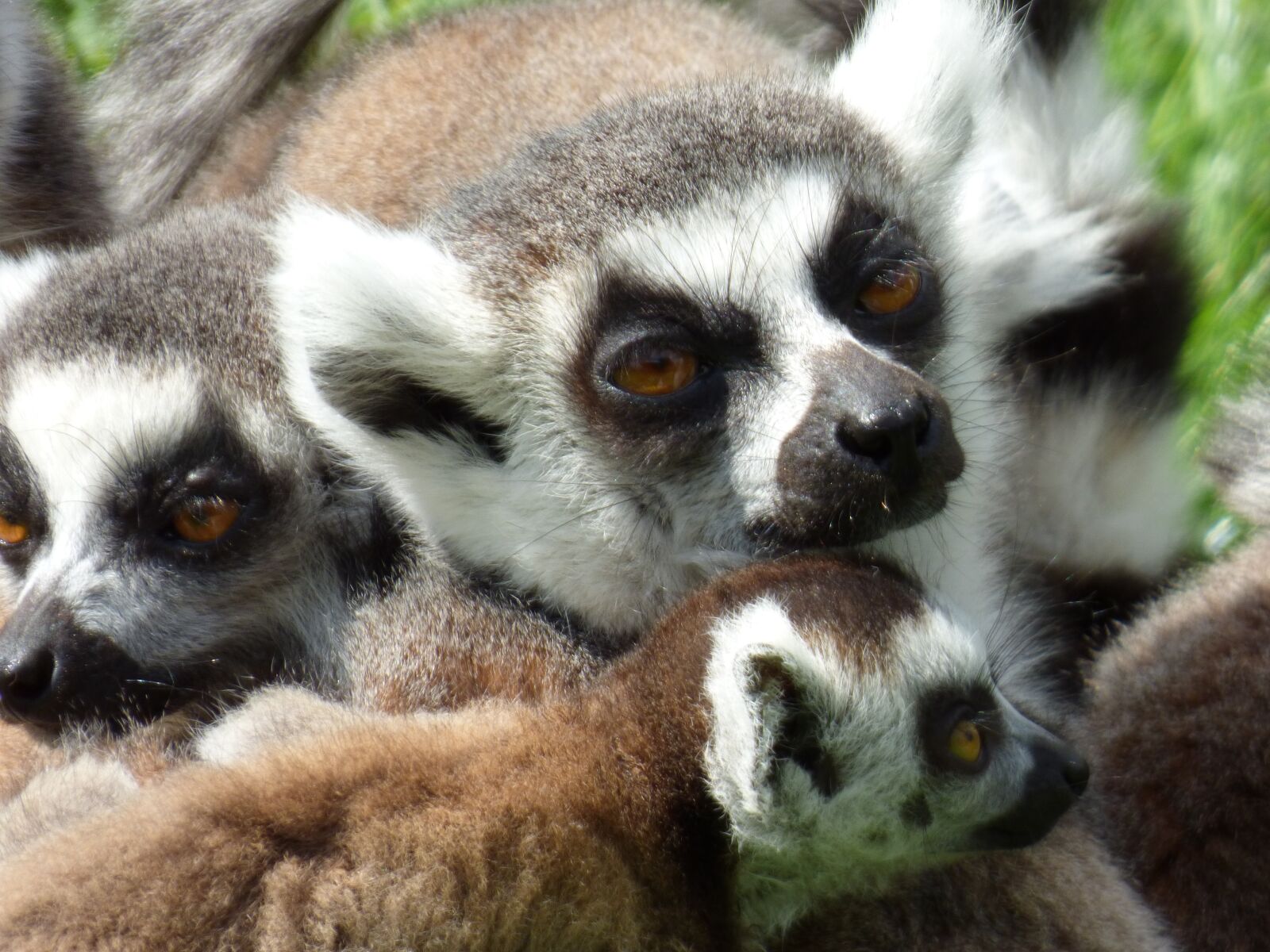 Panasonic DMC-FZ72 sample photo. Lemurs, maki catta, park photography