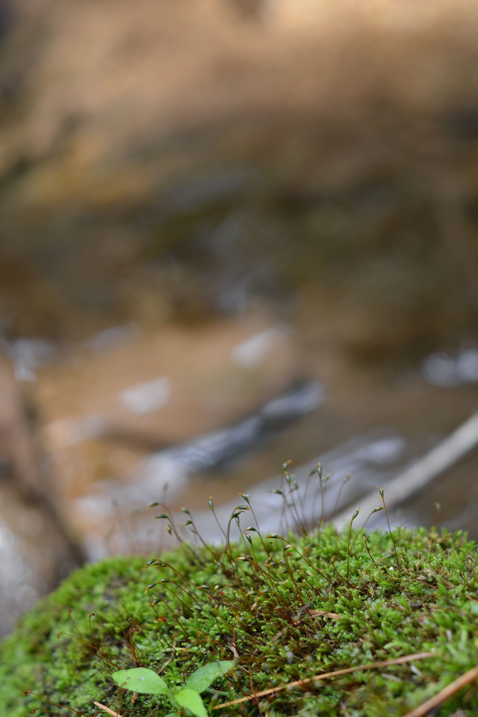 Nikon D7100 sample photo. Moss flower, moss, nature photography