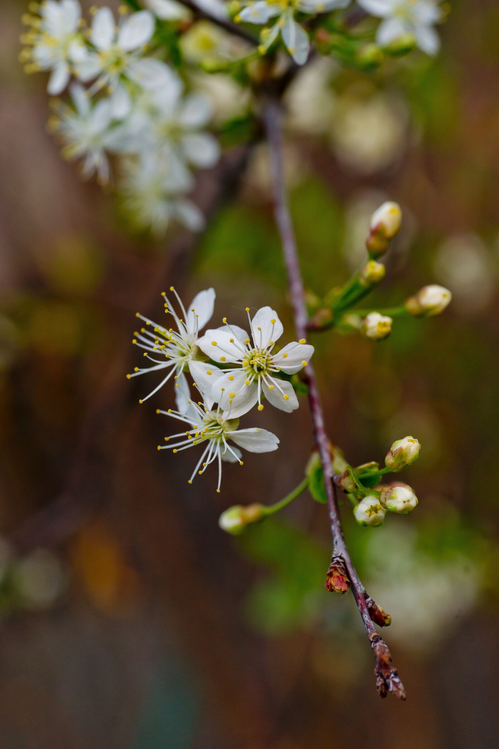 Sony Alpha DSLR-A850 sample photo. Flowers, bloom, cherry photography