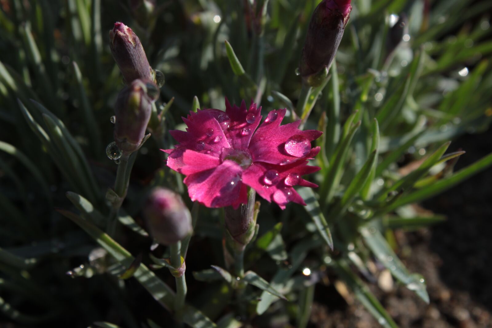 Canon EOS 500D (EOS Rebel T1i / EOS Kiss X3) sample photo. Cloves, flower, pink photography