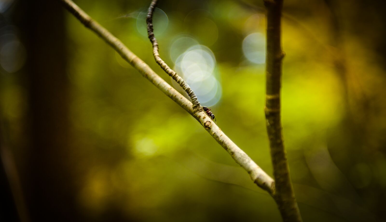 Nikon D600 sample photo. Ant, forest, nature photography