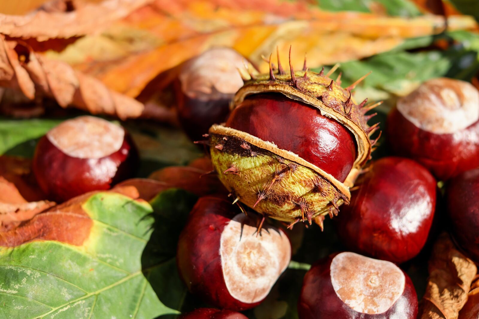 Fujifilm X-T10 + Fujifilm XF 35mm F1.4 R sample photo. Chestnut, buckeye, open photography
