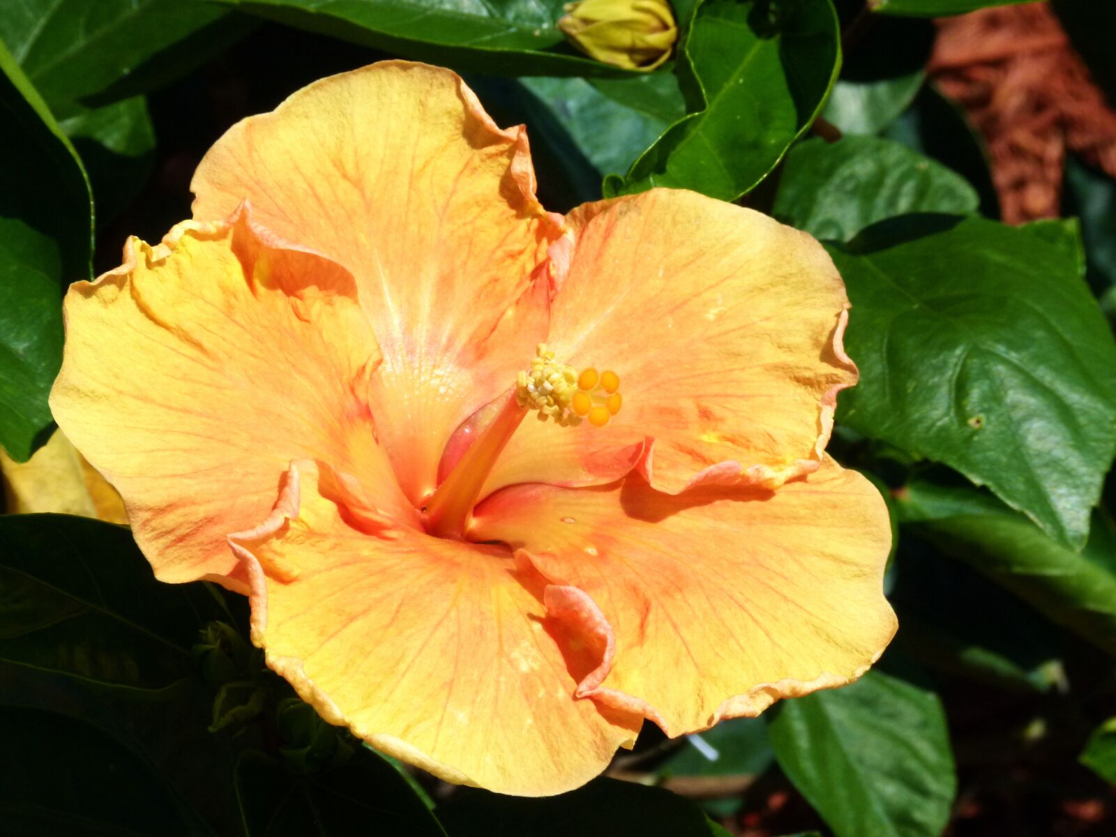 Panasonic Lumix DMC-FZ100 sample photo. Yellow, flower, hibiscus photography