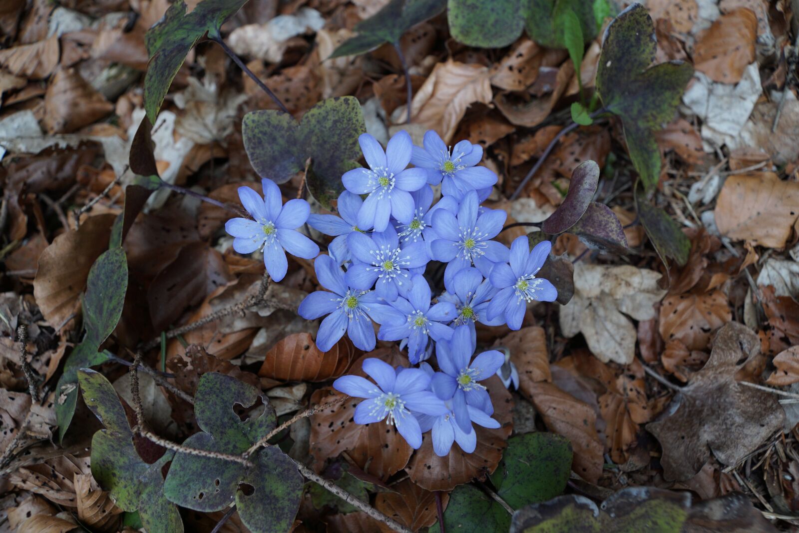 Sony DT 16-50mm F2.8 SSM sample photo. Hepatica, forest, wild flower photography