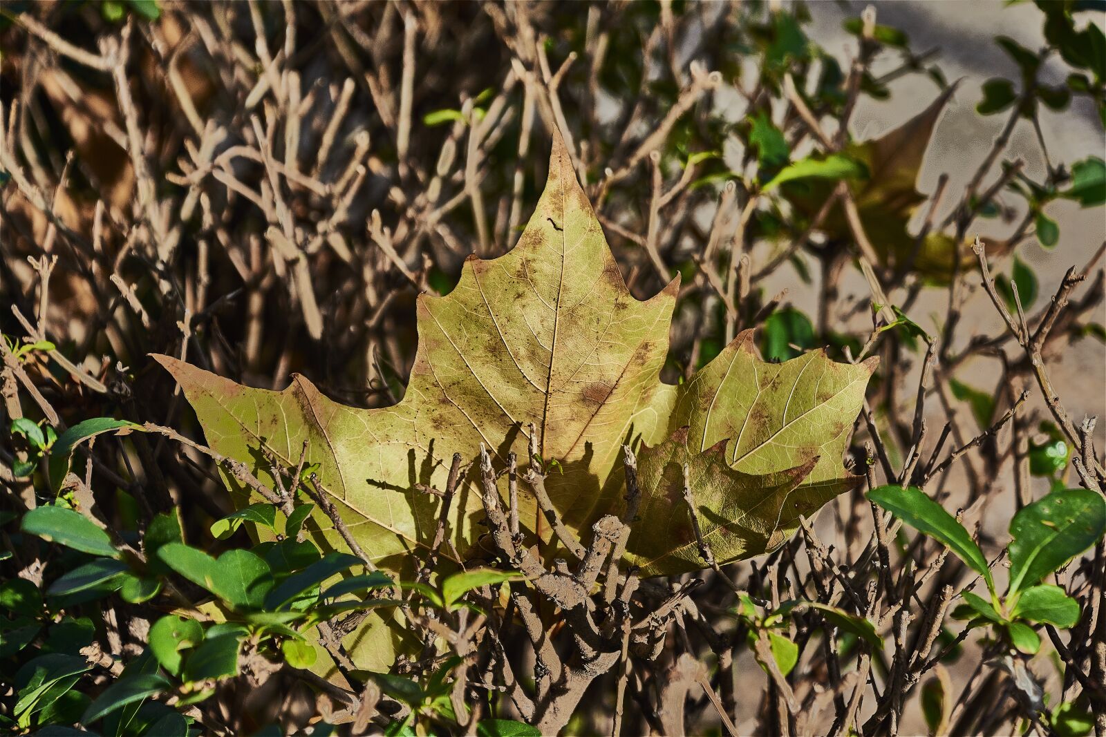 Nikon D7200 sample photo. Tree, leaves, autumn photography