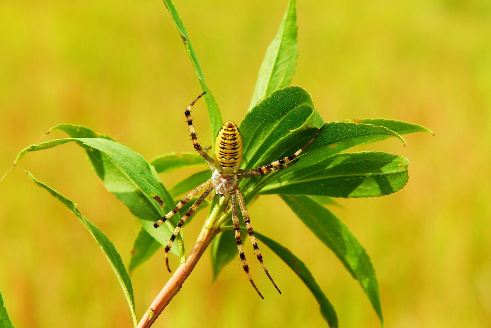 Panasonic Lumix DMC-FZ200 sample photo. Tygrzyk paskowany, arachnid, insect photography