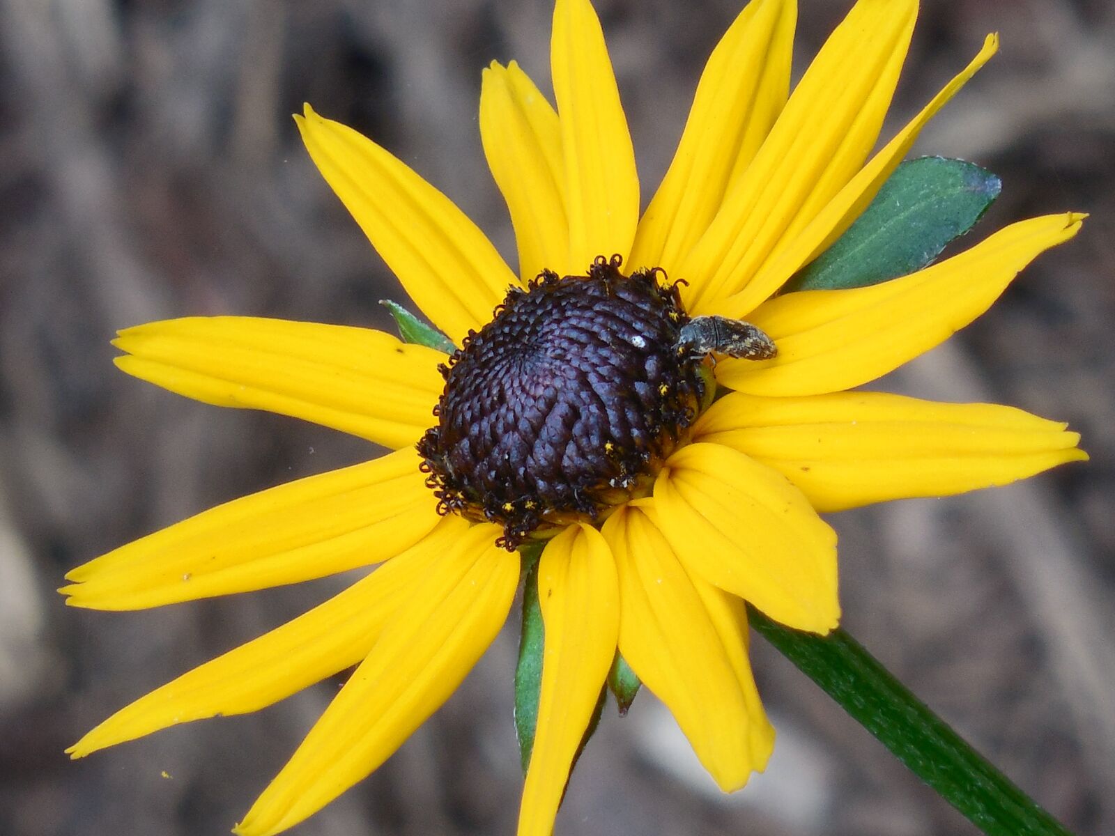 Nikon COOLPIX L620 sample photo. Rudbeckia, black eyed susan photography