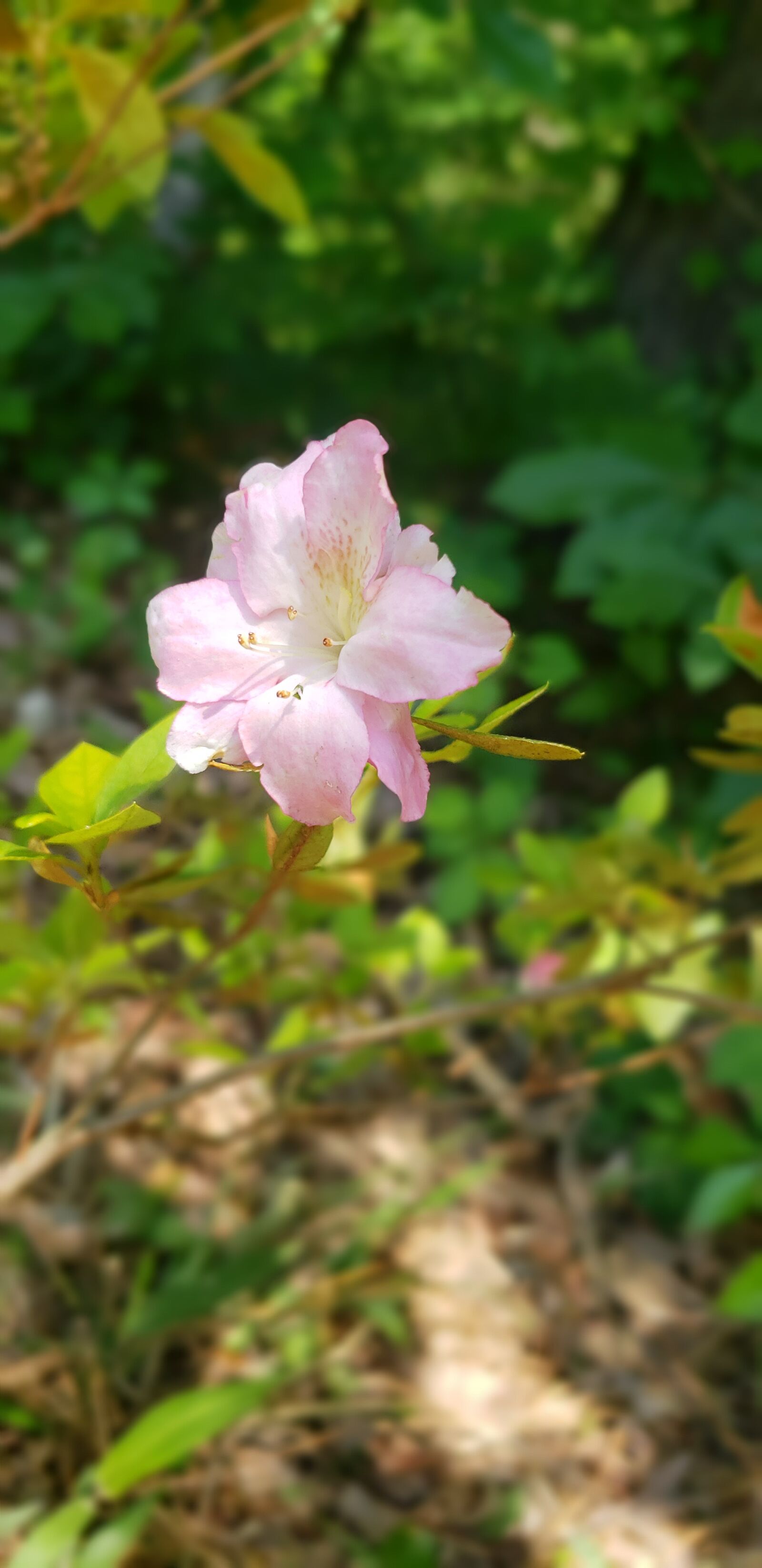Samsung Galaxy S9 sample photo. Pink azalea, plant, spring photography