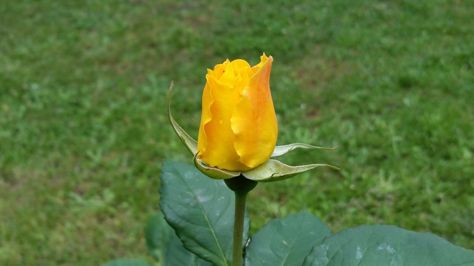 Samsung Galaxy S5 sample photo. Yellow rose, from garden photography